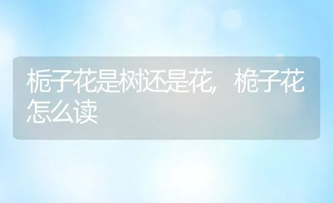 栀子花是树还是花,桅子花怎么读 | 养殖学堂