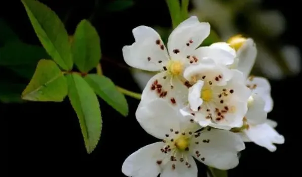 七里香花和海桐花区别 | 生活常识