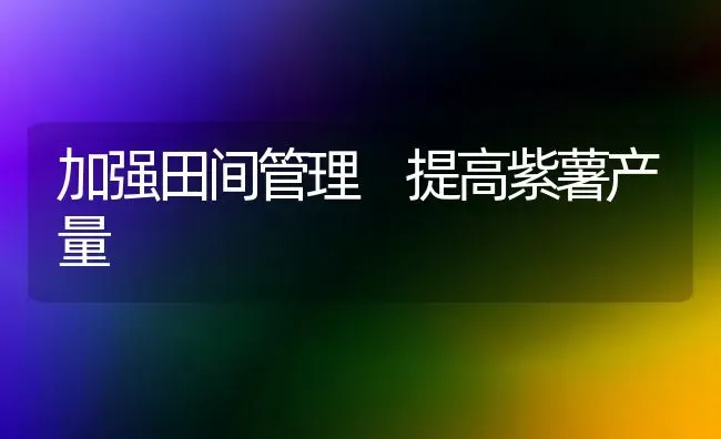 加强田间管理 提高紫薯产量 | 养殖技术大全