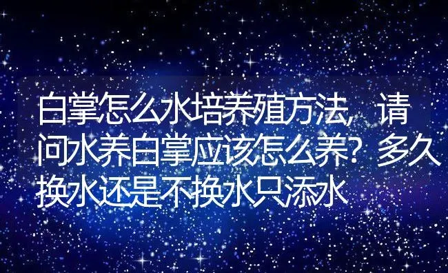 白掌怎么水培养殖方法,请问水养白掌应该怎么养？多久换水还是不换水只添水 | 养殖学堂