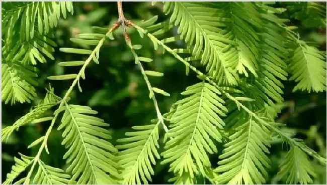 水杉盆景怎么浇水 | 实用知识