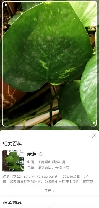 小众又浪漫的花名,花不知道名怎么查？