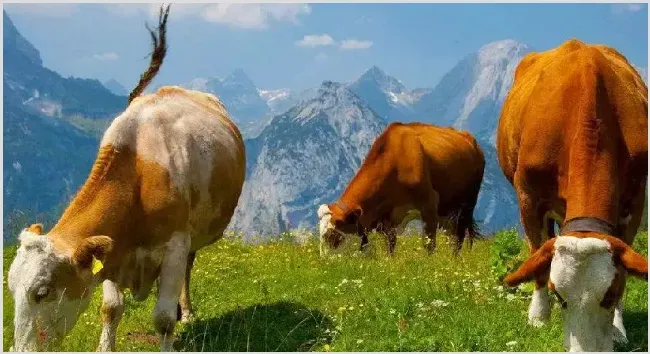 全国各地今日肉牛最新价格 | 实用知识