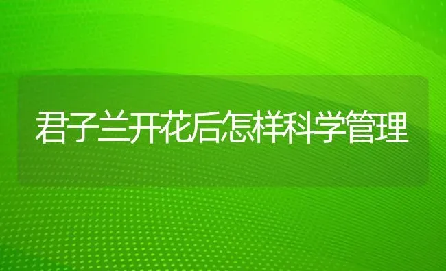 君子兰开花后怎样科学管理 | 养殖技术大全