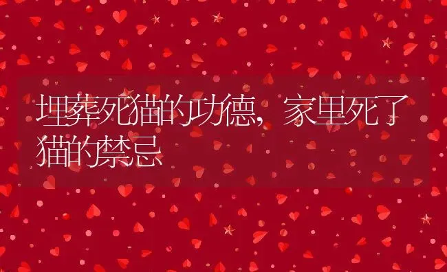 埋葬死猫的功德,家里死了猫的禁忌 | 养殖学堂