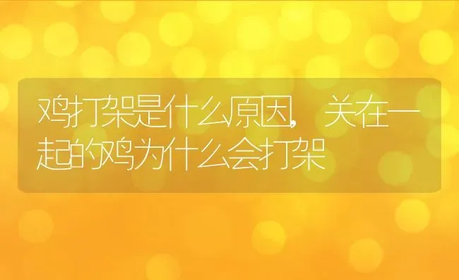 鸡打架是什么原因,关在一起的鸡为什么会打架 | 养殖学堂