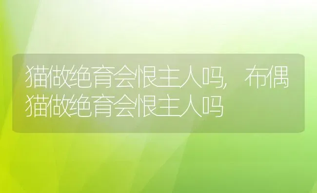 猫做绝育会恨主人吗,布偶猫做绝育会恨主人吗 | 养殖资料