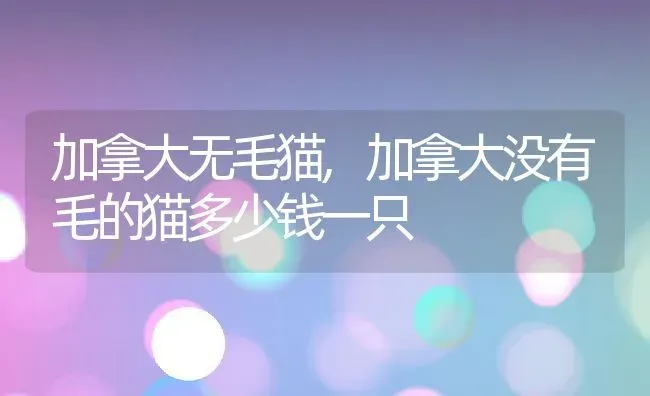 加拿大无毛猫,加拿大没有毛的猫多少钱一只 | 养殖科普