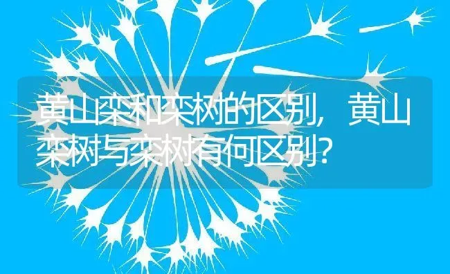 黄山栾和栾树的区别,黄山栾树与栾树有何区别？ | 养殖科普