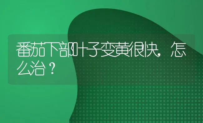 番茄下部叶子变黄很快,怎么治? | 养殖知识