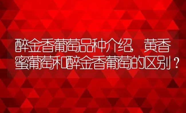 醉金香葡萄品种介绍,黄香蜜葡萄和醉金香葡萄的区别？ | 养殖科普