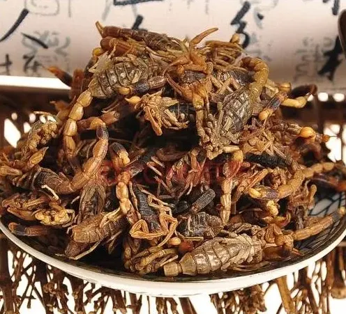 养殖蝎子的成本与利润 | 常识大全