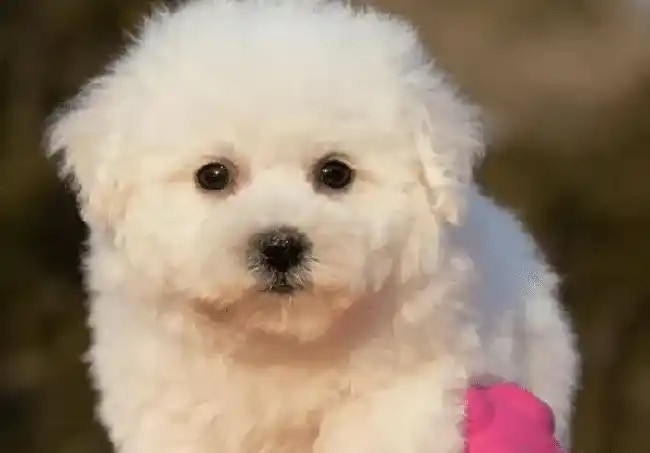 比熊犬讨厌主人的表现,狗狗讨厌主人的表现有哪些？