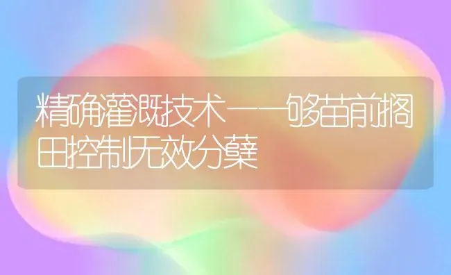 精确灌溉技术——够苗前搁田控制无效分蘖 | 养殖知识