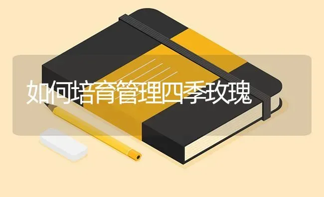 如何培育管理四季玫瑰 | 养殖知识