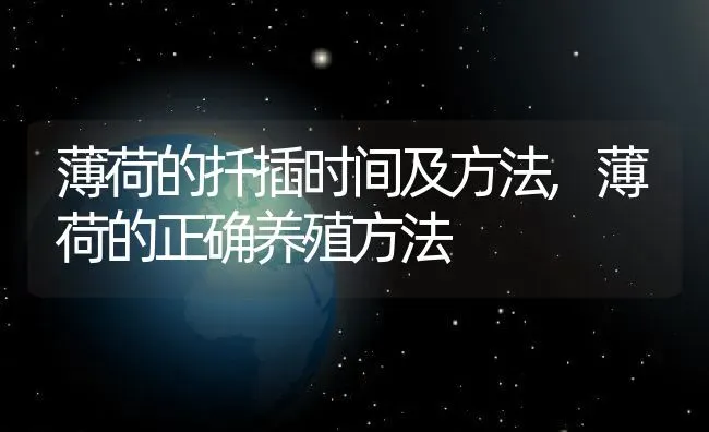 薄荷的扦插时间及方法,薄荷的正确养殖方法 | 养殖学堂