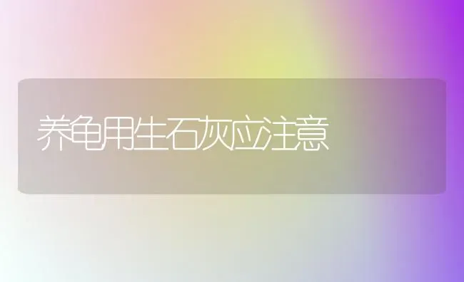 养龟用生石灰应注意 | 养殖知识