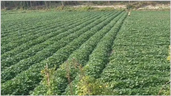 毛薯的种植时间与方法 | 农广天地