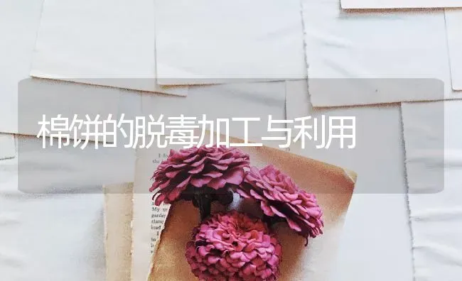 棉饼的脱毒加工与利用 | 养殖技术大全