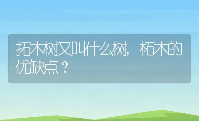 拓木树又叫什么树,柘木的优缺点？ | 养殖科普