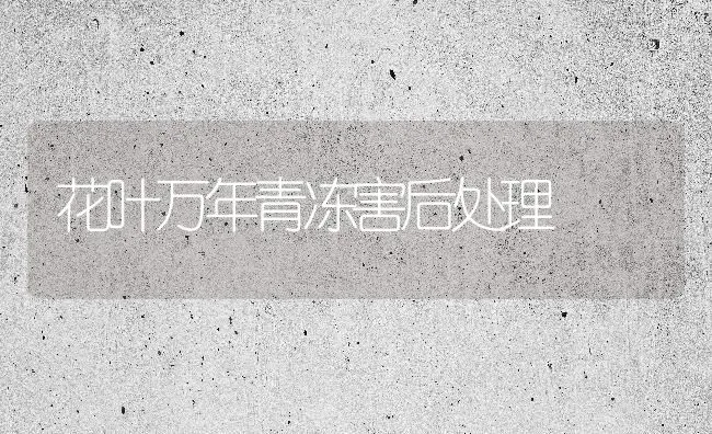 花叶万年青冻害后处理 | 养殖知识