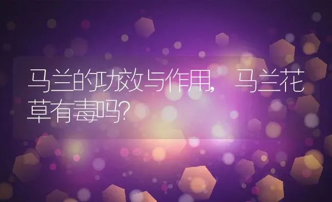 马兰的功效与作用,马兰花草有毒吗？ | 养殖科普