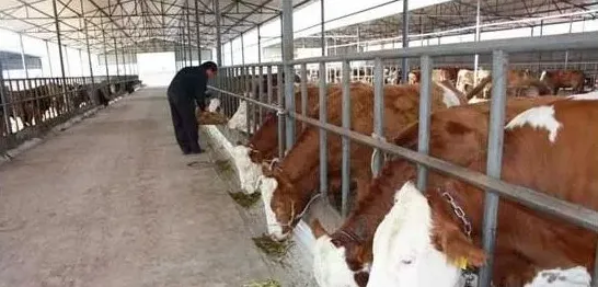一头牛大概能卖多少钱 | 实用知识