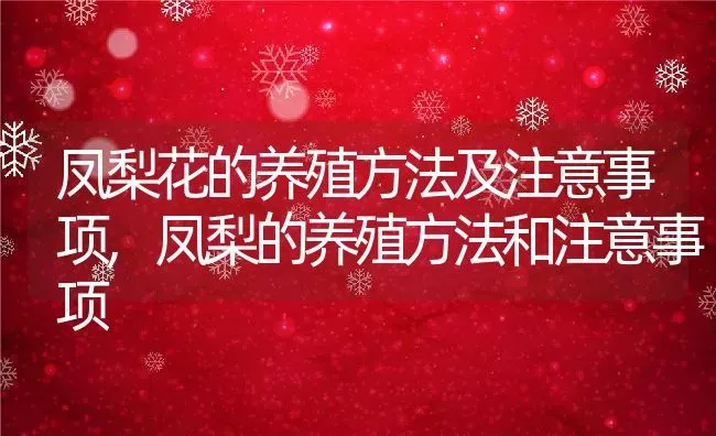 凤梨花的养殖方法及注意事项,凤梨的养殖方法和注意事项 | 养殖学堂