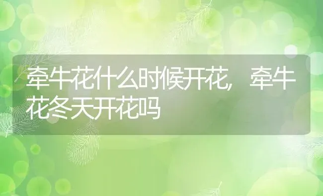 牵牛花什么时候开花,牵牛花冬天开花吗 | 养殖学堂