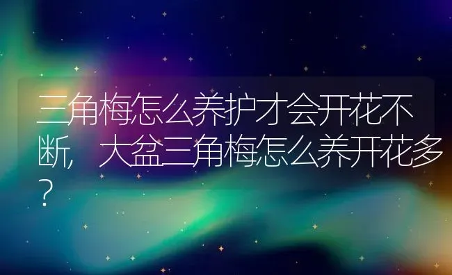 三角梅怎么养护才会开花不断,大盆三角梅怎么养开花多？ | 养殖科普