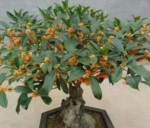 桂花适合在室内养吗,桂花放屋里好吗？