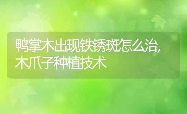 鸭掌木出现铁锈斑怎么治,木爪子种植技术 | 养殖学堂