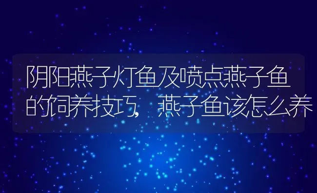 阴阳燕子灯鱼及喷点燕子鱼的饲养技巧,燕子鱼该怎么养 | 养殖学堂