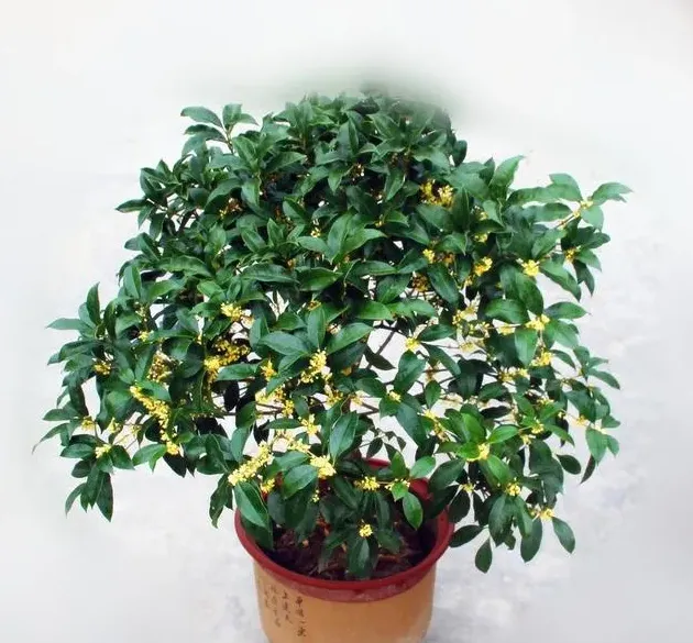 桂花适合在室内养吗,桂花放屋里好吗？