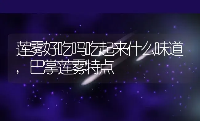 莲雾好吃吗吃起来什么味道,巴掌莲雾特点 | 养殖学堂