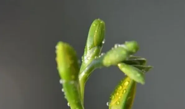 香兰与兰花的区别 | 实用知识