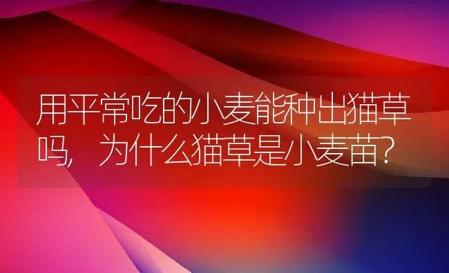 用平常吃的小麦能种出猫草吗,为什么猫草是小麦苗？ | 养殖科普