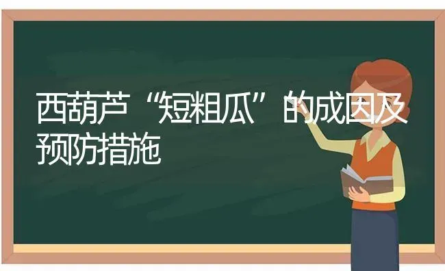 西葫芦“短粗瓜”的成因及预防措施 | 养殖知识