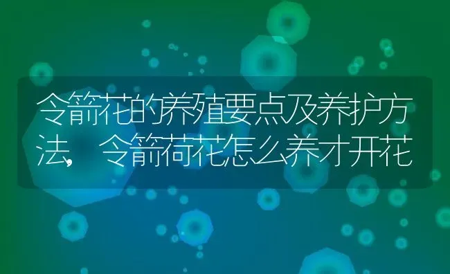 令箭花的养殖要点及养护方法,令箭荷花怎么养才开花 | 养殖学堂