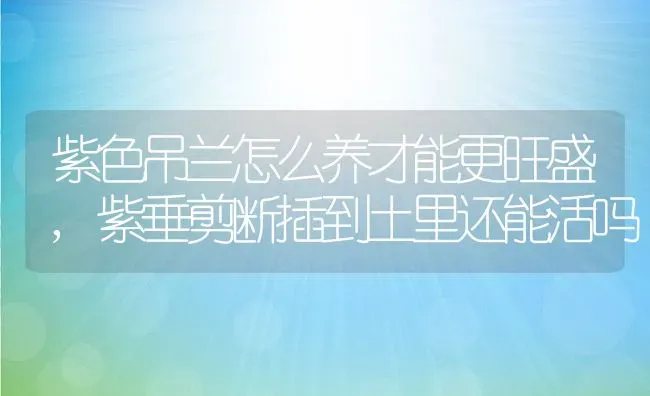 紫色吊兰怎么养才能更旺盛,紫垂剪断插到土里还能活吗 | 养殖学堂