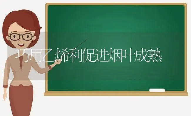 巧用乙烯利促进烟叶成熟 | 养殖技术大全