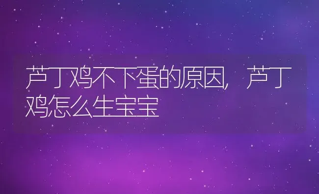 芦丁鸡不下蛋的原因,芦丁鸡怎么生宝宝 | 养殖学堂