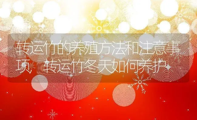 转运竹的养殖方法和注意事项,转运竹冬天如何养护 | 养殖学堂