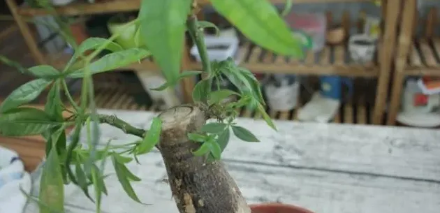 发财树烂根原因(症状、怎么补救),发财树根部破裂，腐烂还有的救嘛？