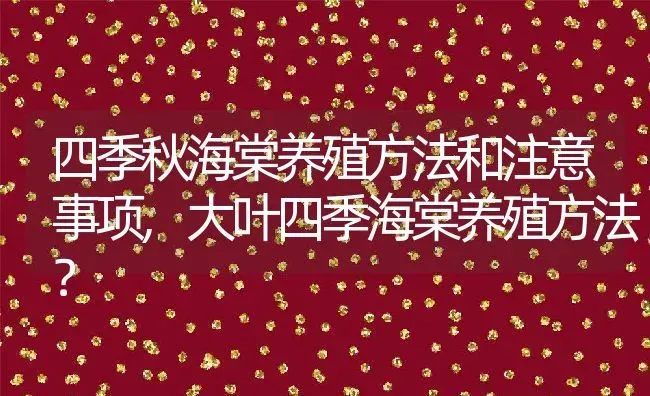 四季秋海棠养殖方法和注意事项,大叶四季海棠养殖方法？ | 养殖科普