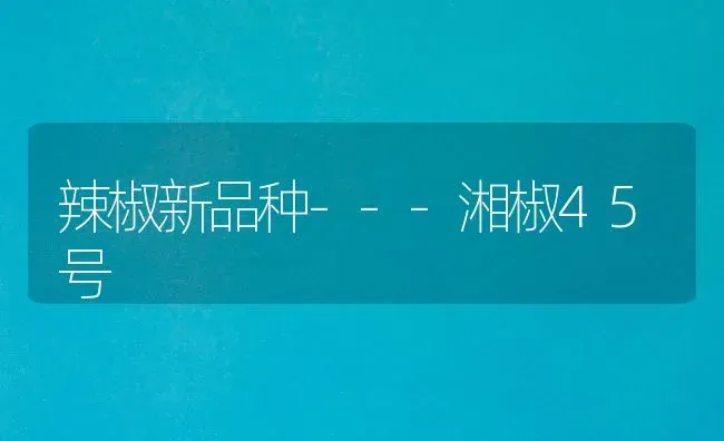 辣椒新品种---湘椒45号 | 养殖知识