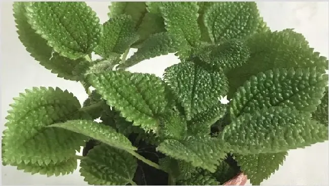 皱叶冷水花叶子焦边 | 实用知识
