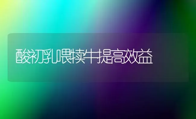 酸初乳喂犊牛提高效益 | 养殖技术大全