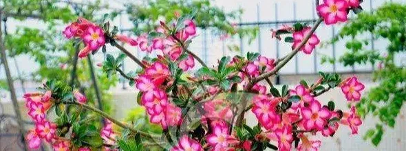 沙漠玫瑰不开花怎么回事,沙漠玫瑰七月份还不开花？