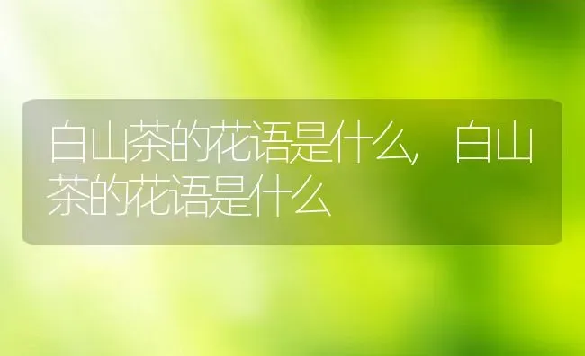 白山茶的花语是什么,白山茶的花语是什么 | 养殖科普